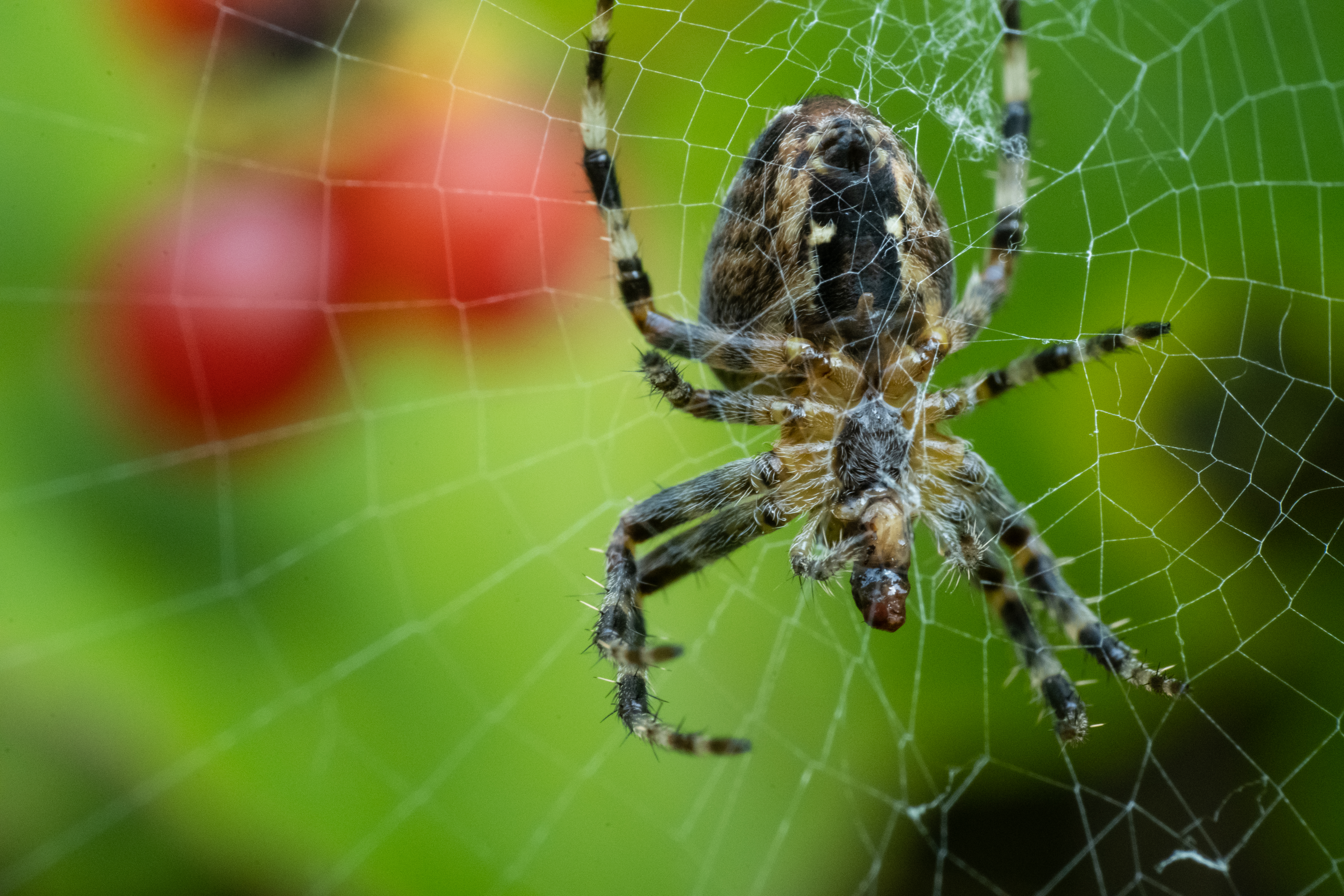 Fobieën spin in web close up