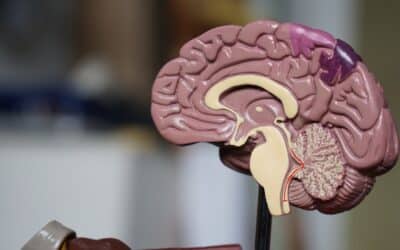 De amygdala: waarom je brein altijd op gevaar let