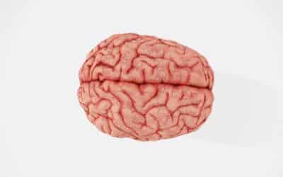 De prefrontale cortex: het meest menselijke deel van je brein